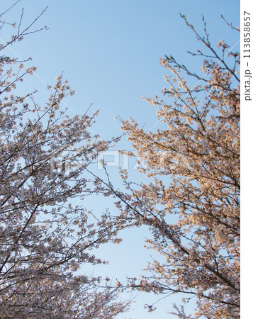 青空に映える満開の桜 113858657