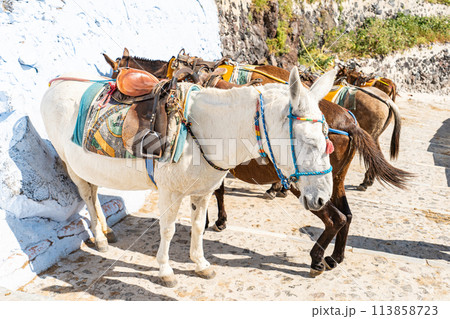 サントリーニ島のロバ 113858723