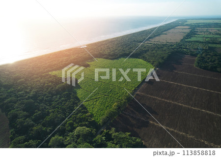 Green agriculture field next to beach Green agriculture field next to beach 113858818
