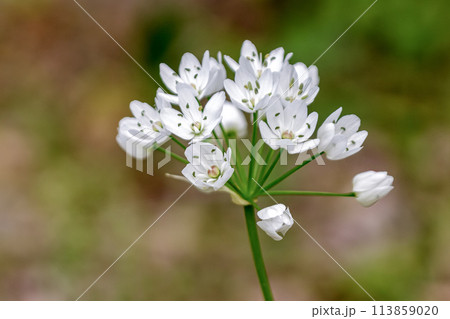 可憐なシュウメイギクの花【初期】 可憐なシュウメイギクの花【初期】 113859020