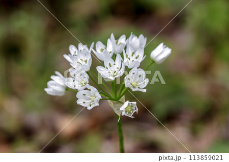可憐なシュウメイギクの花【初期】 113859021