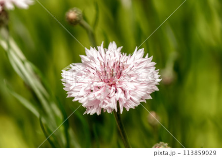 ヤグルマソウと呼ばれることもあるピンクのヤグルマギク 113859029