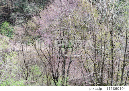 植物の萌える色 113860104