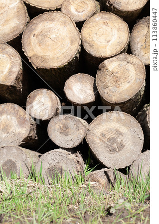 Pile of wood logs, closeup of clean cut of chopped firewood logs. Natural wooden background Pile of wood logs, closeup of clean cut of chopped firewood logs. Natural wooden background 113860447