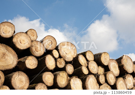 Pile of wood logs, closeup of clean cut of chopped firewood logs. Natural wooden background 113860459