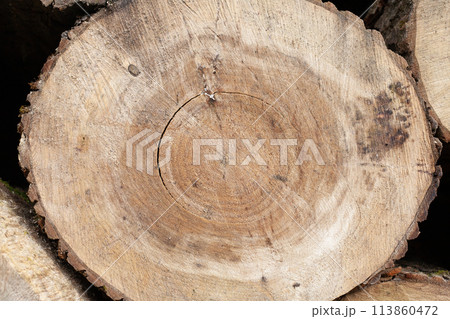 Pile of wood logs, closeup of clean cut of chopped firewood log. Natural wooden background 113860472