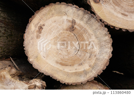 Pile of wood logs, closeup of clean cut of chopped firewood log. Natural wooden background Pile of wood logs, closeup of clean cut of chopped firewood log. Natural wooden background 113860480