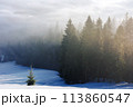 winter scenery with forest in hoarfrost on a foggy morning. landscape with trees on snow covered hills 113860547
