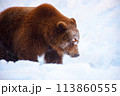 carpathian brown bear in the snow. wild animal awake in winter 113860555