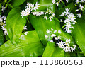 wild bear garlic blooming. healthy super food. herb with green leaves in morning dew 113860563