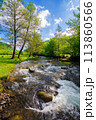 shallow water stream flowing through the valley in carpathian mountain. trees on the riverbank with green foliage beneath a blue morning sky with fluffy clouds in spring 113860566