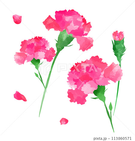 母の日 カーネーション 水彩イラスト 母の日 カーネーション 水彩イラスト 113860571