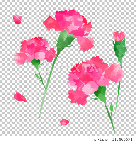 母の日 カーネーション 水彩イラスト 母の日 カーネーション 水彩イラスト 113860571