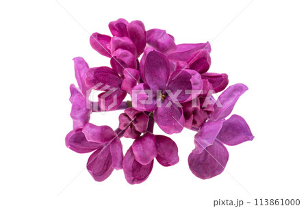 Lilac flowers isolated 113861000