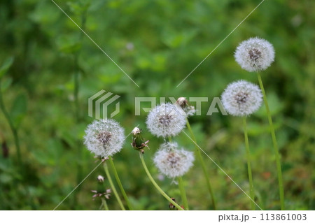 たんぽぽ 113861003
