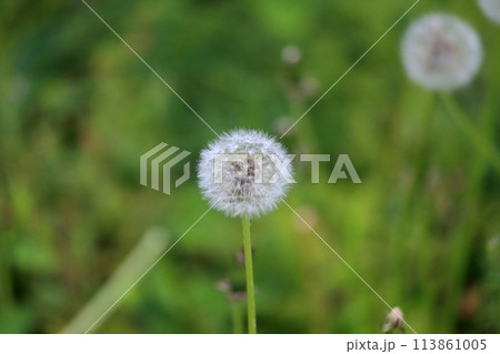 たんぽぽ 113861005