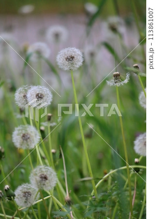 たんぽぽ 113861007