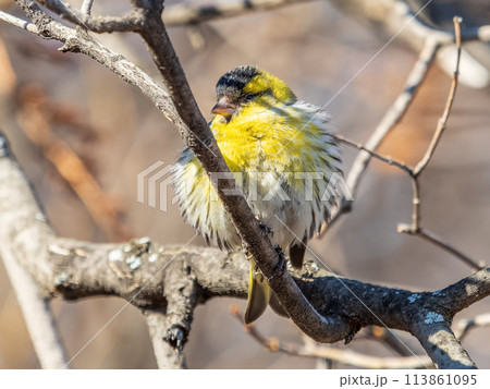 Eurasian siskin male, latin name spinus spinus, sitting on branch of tree. Cute little yellow songbird. Eurasian siskin male, latin name spinus spinus, sitting on branch of tree. Cute little yellow songbird. 113861095