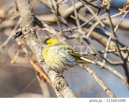 Eurasian siskin male, latin name spinus spinus, sitting on branch of tree. Cute little yellow songbird. Eurasian siskin male, latin name spinus spinus, sitting on branch of tree. Cute little yellow songbird. 113861096