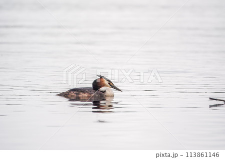 The waterfowl bird Great Crested Grebe swimming in the calm lake 113861146