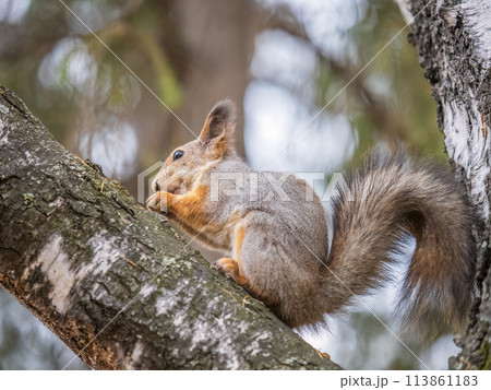 The squirrel with nut sits on tree in the autumn. Eurasian red squirrel, Sciurus vulgaris. The squirrel with nut sits on tree in the autumn. Eurasian red squirrel, Sciurus vulgaris. 113861183