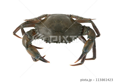 Raw black Crab,giant serrated mud crab isolated on white background with clipping path 113861423