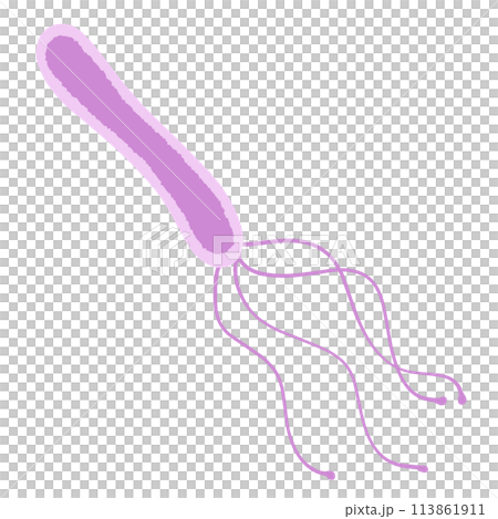 ピロリ菌のイラスト ピロリ菌のイラスト 113861911