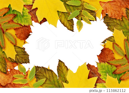 Autumn frame with dried leaves in yellow, orange and green colors isolated on white Autumn frame with dried leaves in yellow, orange and green colors isolated on white 113862112