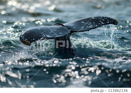 tail of a diving whale in the ocean 113862136