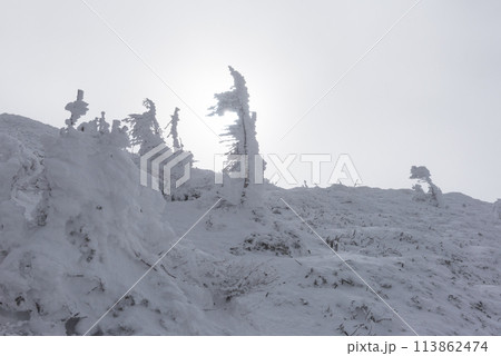 長野県茅野市の厳冬期の東天狗岳の渋ノ湯ルート(東天狗~中山峠)の樹氷と雪景色 長野県茅野市の厳冬期の東天狗岳の渋ノ湯ルート(東天狗~中山峠)の樹氷と雪景色 113862474