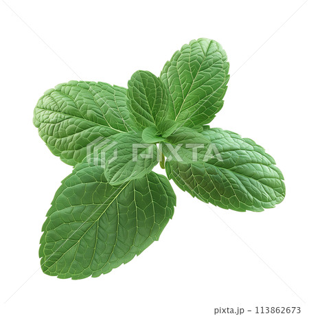Fresh mint leaves. Full depth of field. 113862673