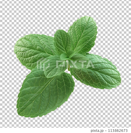 Fresh mint leaves. Full depth of field. 113862673