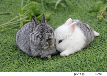 Two rabbits sitting on the green grass Two rabbits sitting on the green grass 113862818