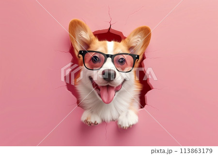 Cute corgi dog 113863179