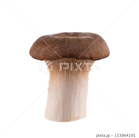 King oyster mushroom isolated on white background. Pleurotus eryngii mushroom. King oyster mushroom isolated on white background. Pleurotus eryngii mushroom. 113864191