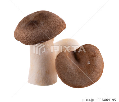 King oyster mushroom isolated on white background. Pleurotus eryngii mushroom. King oyster mushroom isolated on white background. Pleurotus eryngii mushroom. 113864195