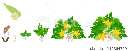 Cycle of growth of zucchini plant isolated on a white background. Cycle of growth of zucchini plant isolated on a white background. 113864739