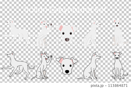 簡單可愛的白色義大利灰狗插畫集 簡單可愛的白色義大利灰狗插畫集 113864871