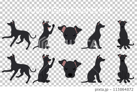 シンプルで可愛い黒いイタリアングレーハウンドのイラストセット 113864872