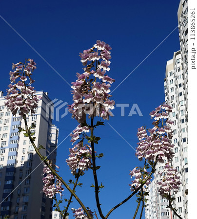 Paulownia tomentosa or imperial tree blooms with lilac flowers during the flowering period 113865261