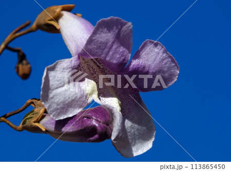Paulownia tomentosa or imperial tree blooms with lilac flowers during the flowering period 113865450
