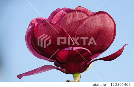 Magnolia liliaceae tree with large flowers on the branches during the flowering period in spring Magnolia liliaceae tree with large flowers on the branches during the flowering period in spring 113865462