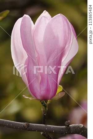 Magnolia liliaceae tree with large flowers on the branches during the flowering period in spring Magnolia liliaceae tree with large flowers on the branches during the flowering period in spring 113865484