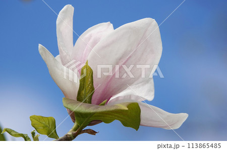 Magnolia liliaceae tree with large flowers on the branches during the flowering period in spring Magnolia liliaceae tree with large flowers on the branches during the flowering period in spring 113865485