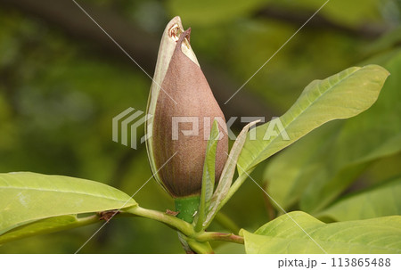 Magnolia liliaceae tree with large flowers on the branches during the flowering period in spring Magnolia liliaceae tree with large flowers on the branches during the flowering period in spring 113865488