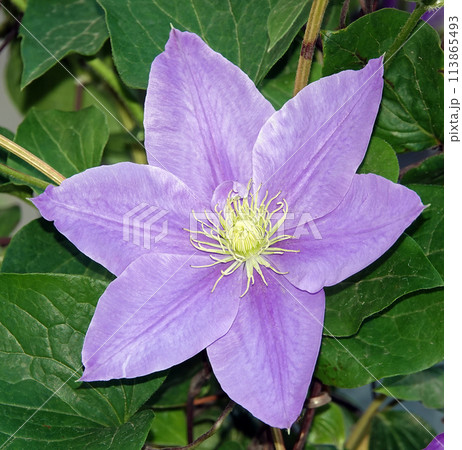 Clematis clematis flowers bloom with blue large flowers during flowering 113865493