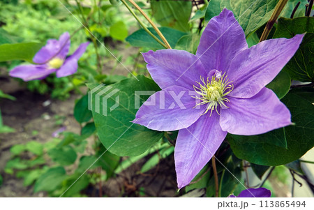 Clematis clematis flowers bloom with blue large flowers during flowering Clematis clematis flowers bloom with blue large flowers during flowering 113865494