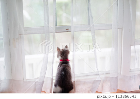 窓辺の子猫 113866343
