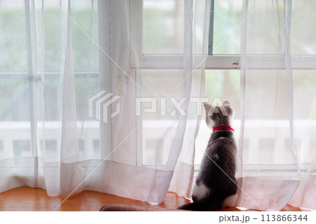 窓辺の子猫 113866344