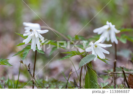 キクザキイチゲの花畑 キクザキイチゲの花畑 113866887